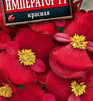 Бегония вечноцветущая Император красная F1