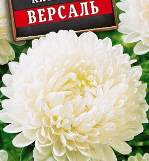 Астра Версаль пионовидная