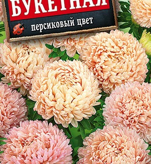 Астра Букетная персиковый цвет