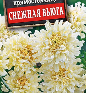 Бархатцы Снежная вьюга