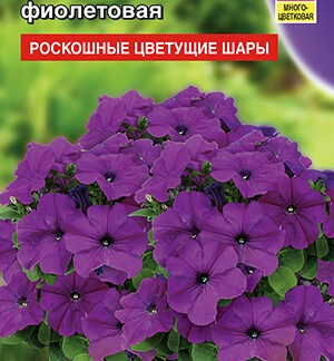 Петуния Мамбо F1 фиолетовая многоцветковая