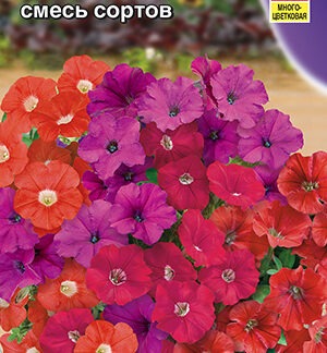 Петуния мини Малыш F1 многоцветковая,смесь сортов