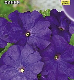 Петуния Лимбо F1 синяя крупноцветковая