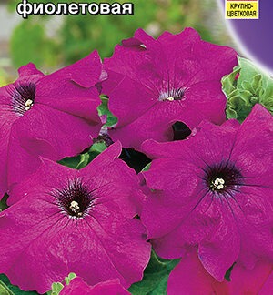 Петуния Лимбо F1 фиолетовая крупноцветковая