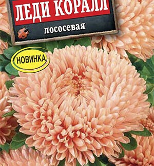 Астра Леди Коралл лососевая