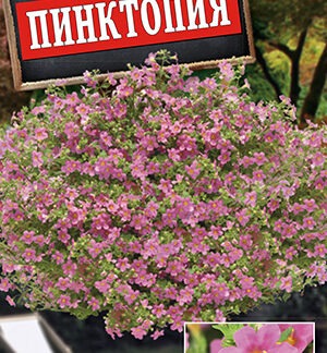 Бакопа Пинктопия