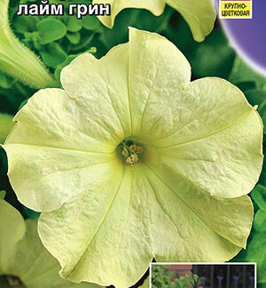 Петуния Софистика F1 лайм грин