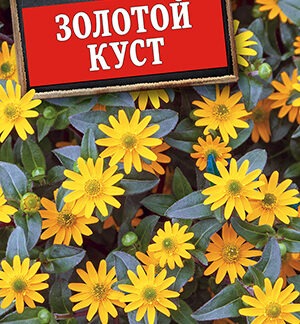 Санвиталия Золотой куст