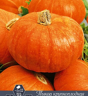 Тыква крупноплодная Оранжевое варенье