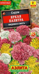 Седум Яркая палитра, смесь сортов