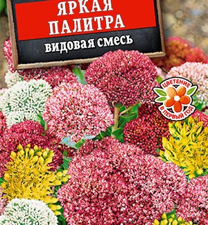 Седум Яркая палитра, смесь сортов