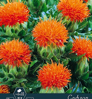 Сафлор Рыжик