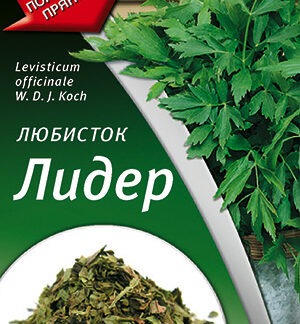 Любисток Лидер