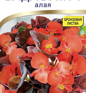 Бегония Бада бум F1 алая