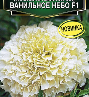 Бархатцы Ванильное небо F1 махровые