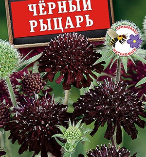 Скабиоза Черный рыцарь