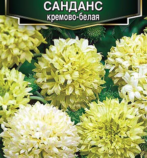 Гайлардия Санданс кремово-белая