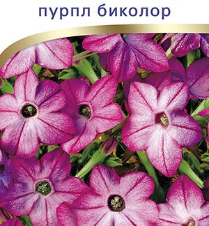 Табак крылатый Саратога F1 пурпл биколор