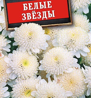 Хризантема девичья Белые Звезды