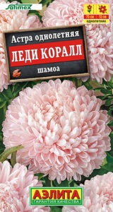 Астра Леди Коралл шамоа