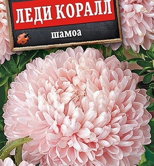 Астра Леди Коралл шамоа