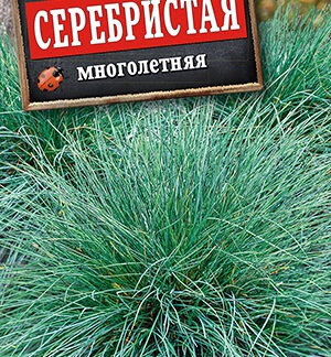 Овсяница Серебристая многолетняя