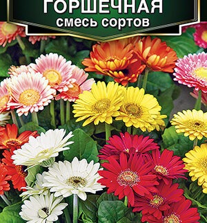 Гербера Горшечная, смесь сортов