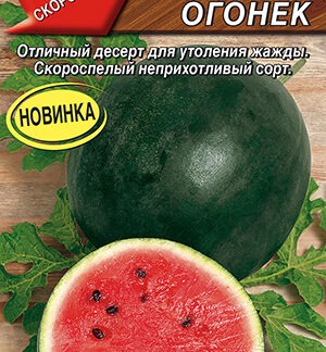 Арбуз Новый огонек