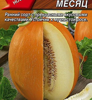 Дыня Медовый месяц