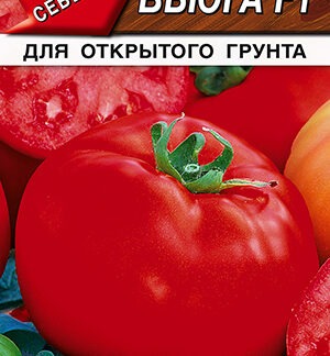 Томат Вьюга F1