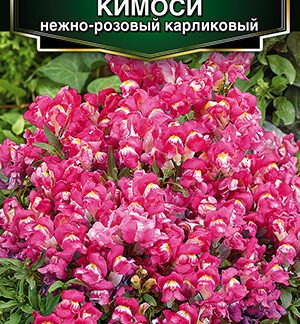 Львиный зев Кимоси нежно-розовый карликовый