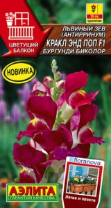 Львиный зев Кракл энд поп F1 бургунди биколор