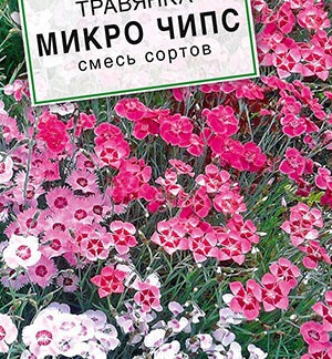 Гвоздика Микро чипс многолетняя, смесь сортов