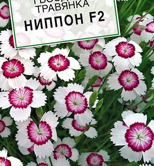 Гвоздика Ниппон F2 многолетняя