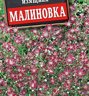 Гипсофила изящная Малиновка