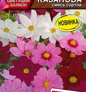 Космея Казанова, смесь сортов