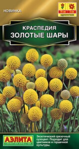 Краспедия Золотые шары