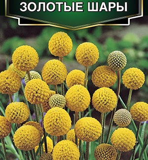 Краспедия Золотые шары