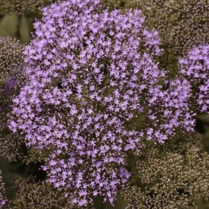 Трахелиум голубой Лейк Мичиган Блю