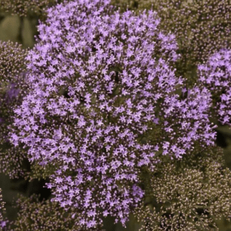 Трахелиум голубой Лейк Мичиган Блю