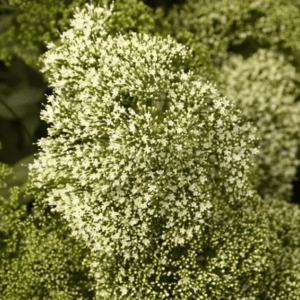 Трахелиум Лейк Мичиган Вайт