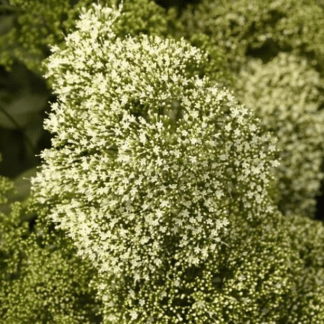 Трахелиум Лейк Мичиган Вайт