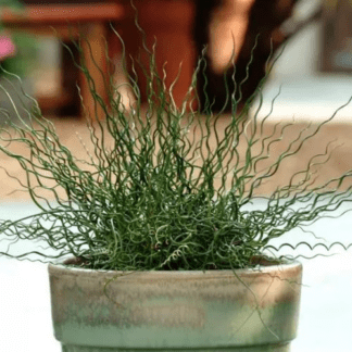 Ситник развесистый Твистер