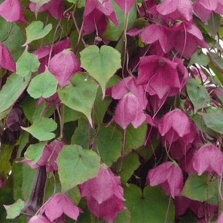 Родохитон Родос