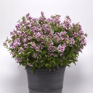 Куфея стелющаяся Свит Ток Лавендер Сплэш