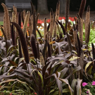 Пеннисетум сизый Коппер Принц