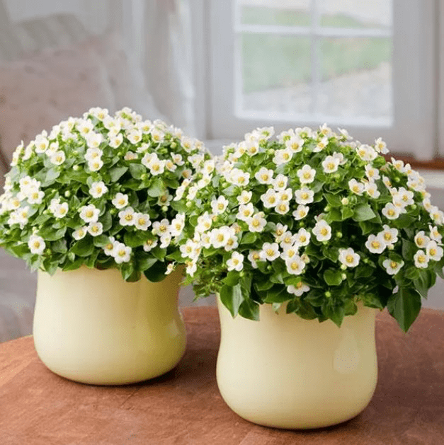 Экзакум родственный Роял Дан Вайт — изображение 2