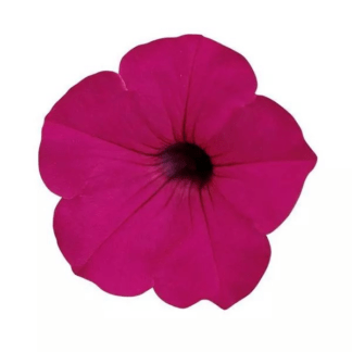 Петуния ампельная многоцветковая Тайдал Вейв Пурпл