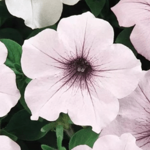 Петуния ампельная многоцветковая Тайдал Вейв Сильвер