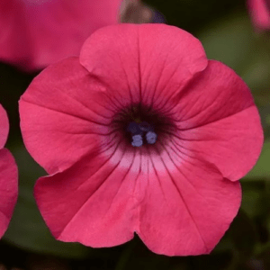 Петуния Тайдал Вейв Хот Пинк